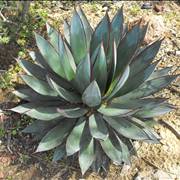 Agave Plant