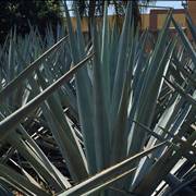 Blue Agave