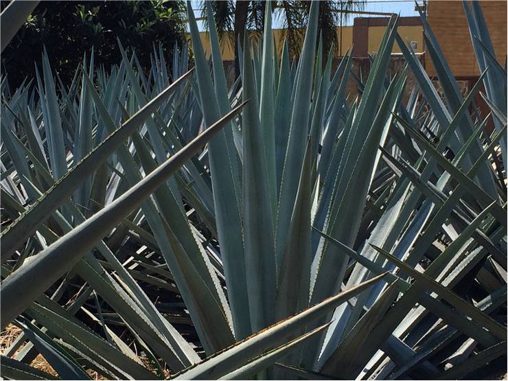 Blue Agave
