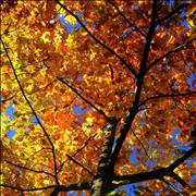 Maple Tree