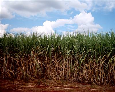 Sugarcane Cultivation