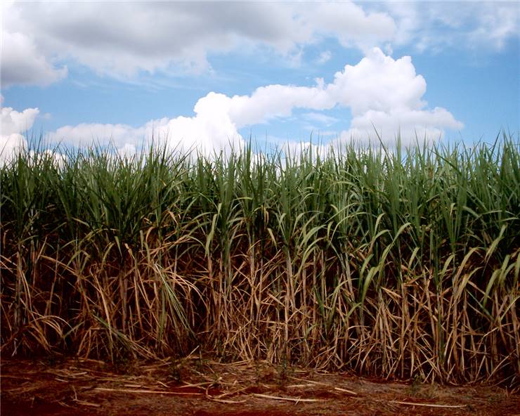 Sugarcane Cultivation