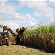 Sugarcane Harvesting
